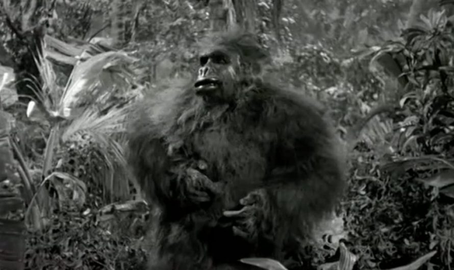 Le Gorille de Brooklyn